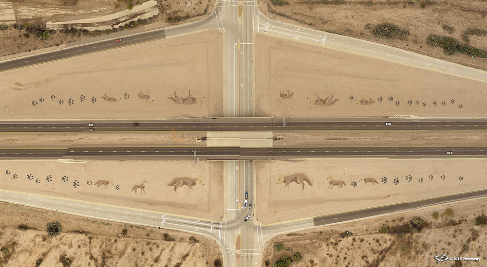 AZMARI15HighwayCoyoteArt