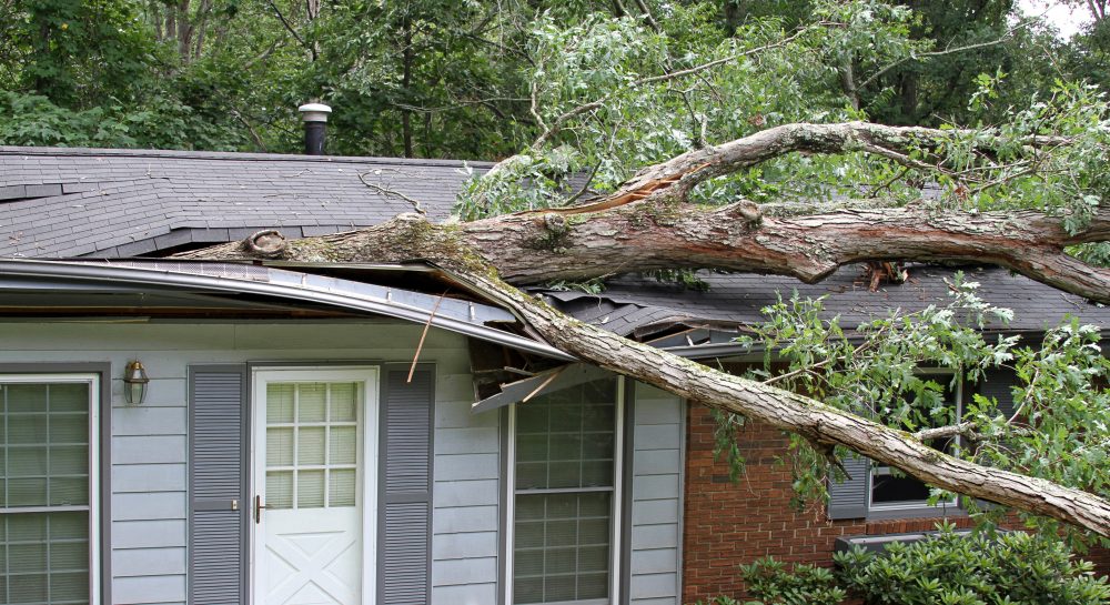 tree-on-roof