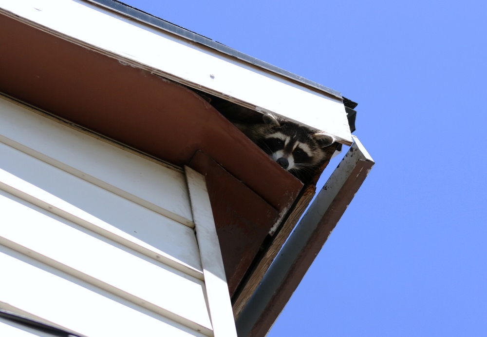 Essential spring home maintenance tip: check the attic for freeloaders.