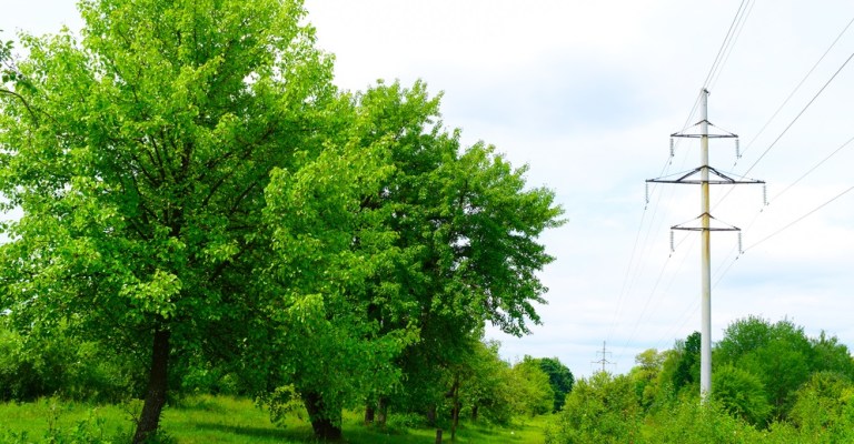 Trees Near Transmission Towers