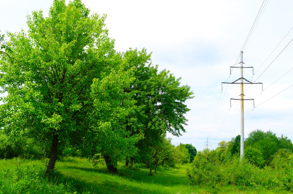 Trees Near Transmission Towers