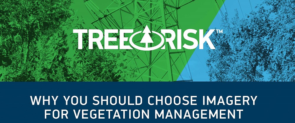 TreeRisk Infographic Featured