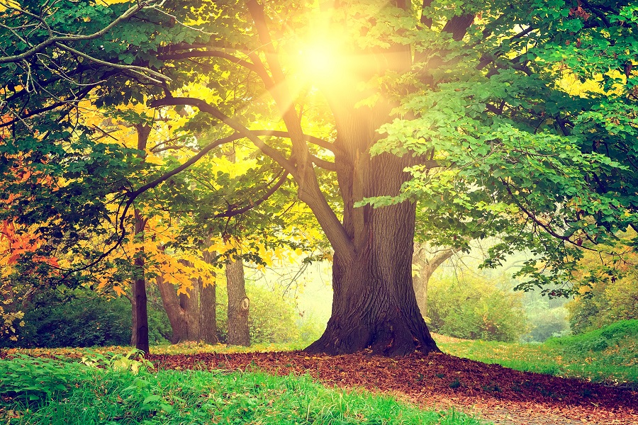 features of the tree