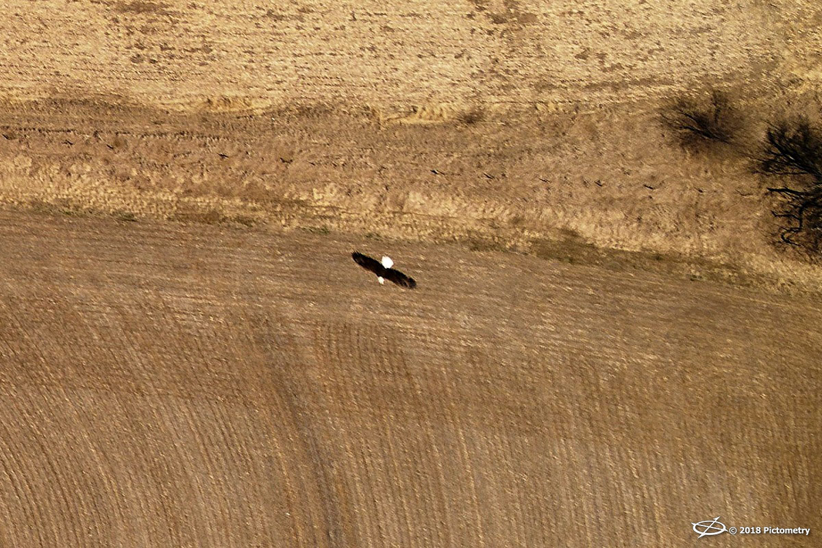 bald eagle flying over Nebraska.