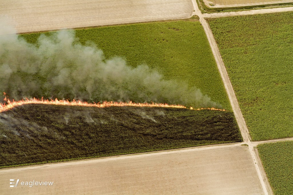 Wild fire