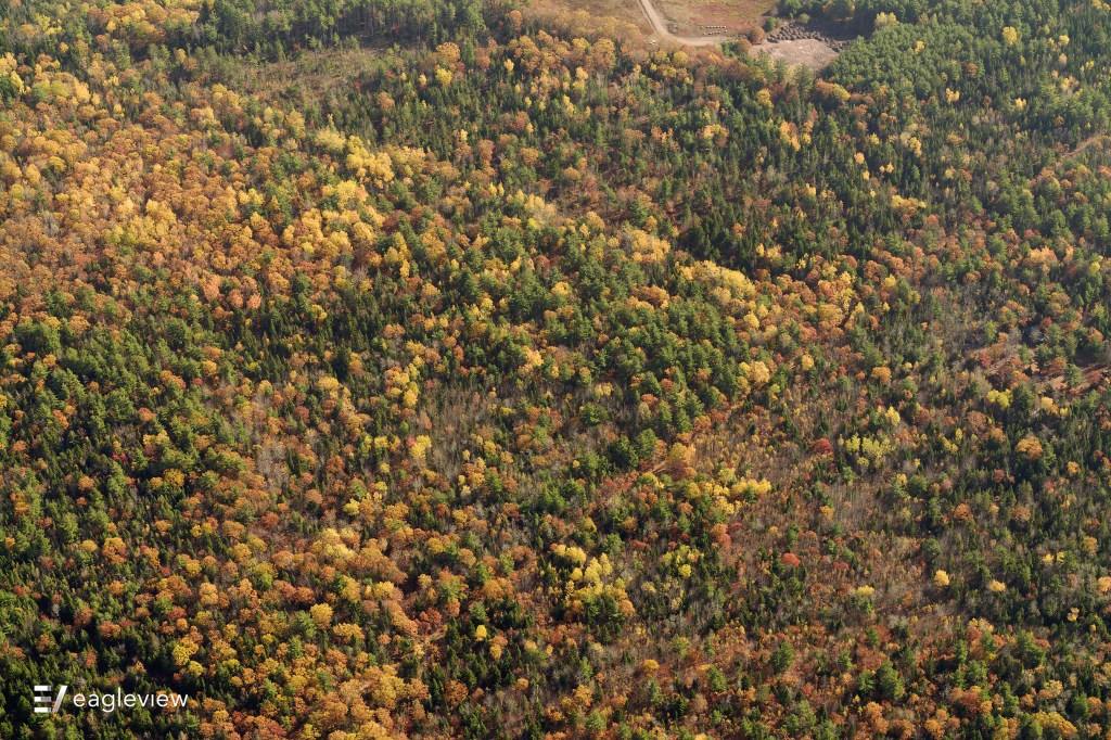 Color of changing leaves
