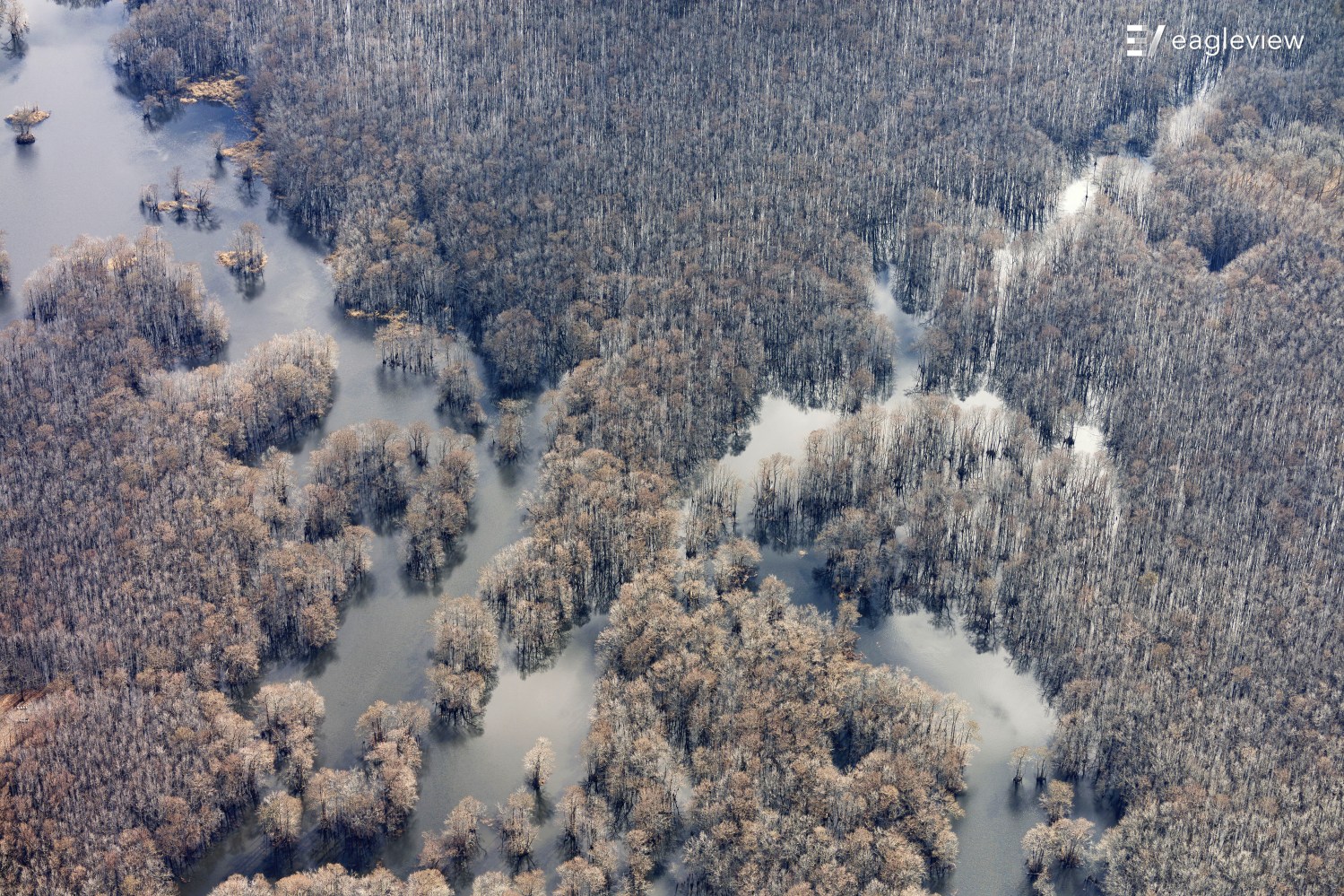 Arkansas swamp