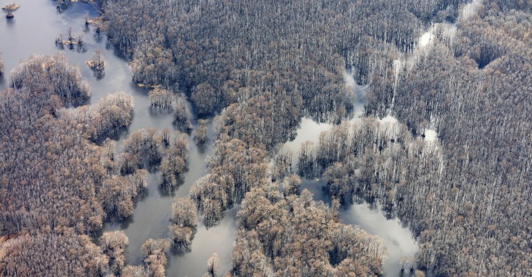 Arkansas swamp