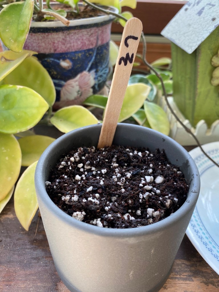 Caitlin dailey plant something