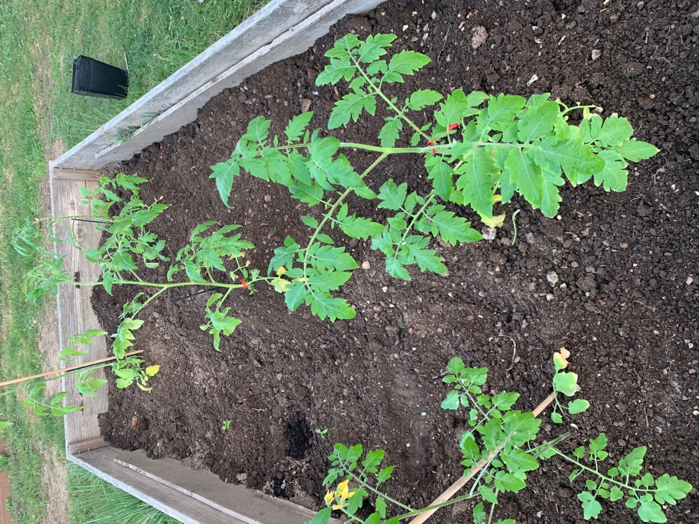 Plant Something