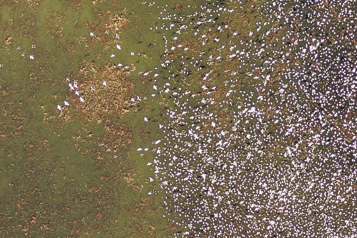 eagleview imagery