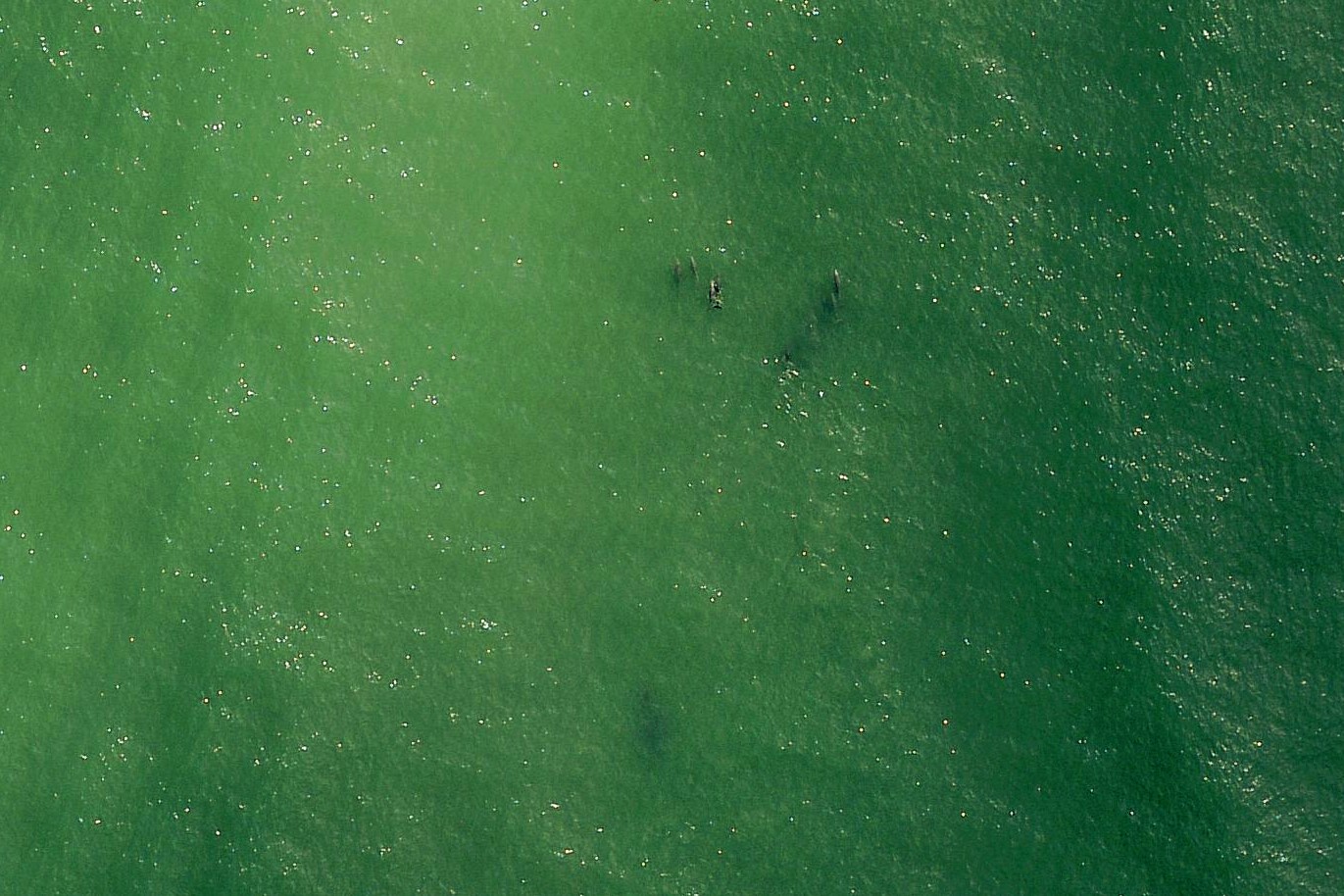 eagleview imagery