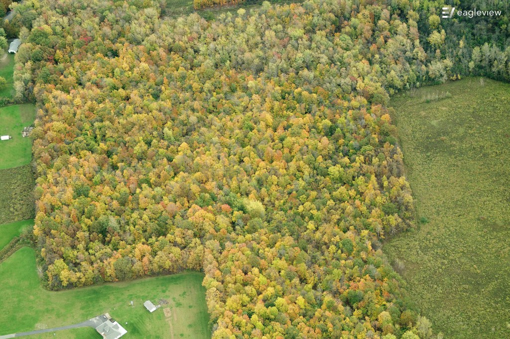 There are many trees in shades of green, yellow and orange.