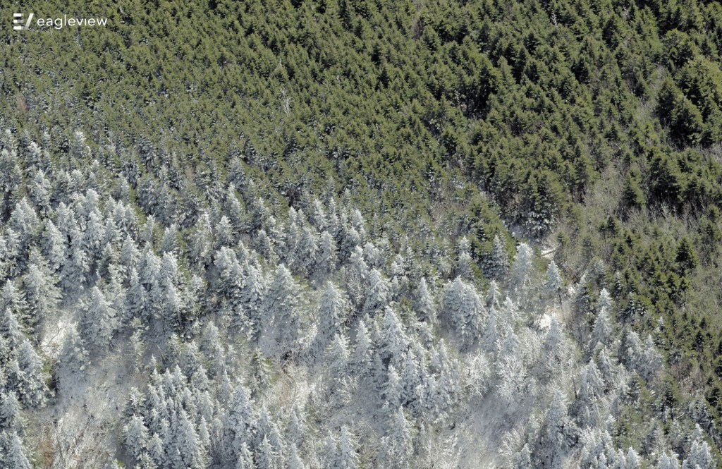 In a conifer forest, the upper half of the trees remain green while the lower half is frosted white with ice.