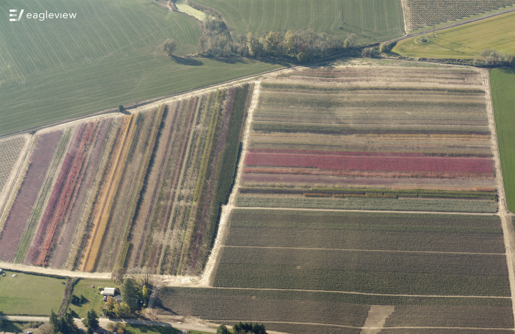 The neat rows of this field come in a rainbow of colors.